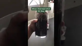 #shorts #leca #houseplants