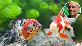 Can Goldfish Eat Mosquito Larvae?