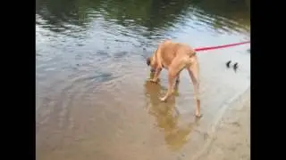 Buster Brown Bouch