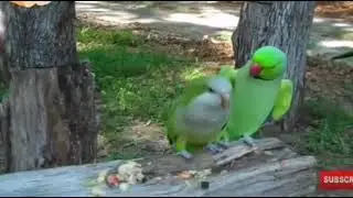 funny cute birds  | parrots | beautiful comic clips | stress free realistic video | 😀😃😄😆😅😂🤣🦜