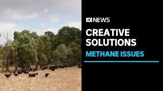 The race is on in Australia's red meat industry to reduce methane emissions from livestock ABC News