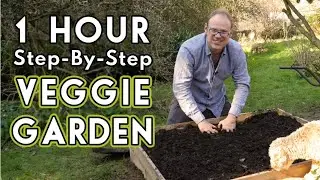 New Vegetable Garden: How To Get Started