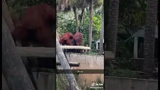 Monkey pushes monkey off a cliff
