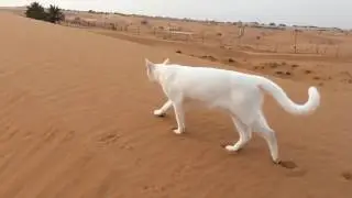 How Cat Leaves Footprints 🐈🐈