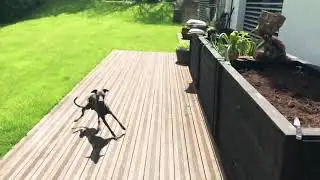 The fastest dog race