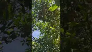 nutmeug farming in highrange