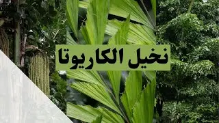 E0008 Caryota fish tail نخيل الكاريوتا نخيل ذيل السمكة