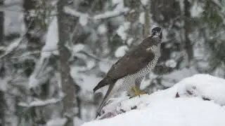 Kanakull Accipiter gentilis ja harakas Alutaguse Virumaa talv 2022