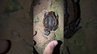 Fat bullfrog funny boing boing | catching frogs funny | funny animal frog