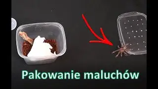 Pakowanie pająków CZ. 1