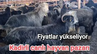 Kadirli canlı hayvan pazarı.. 5 Şubat Perşembe..