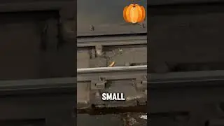 A daredevil rat braves the subway for churros