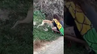 Dog Reunion After 17 Days Lost 🥺🥺 #animalrescue #doglover
