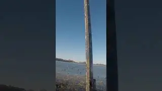 Ring Bill ducks #fypシ #duckhunting #duck #viral #minnesota #dog #hunting #divers #outdoors