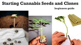 Starting Seeds and Rooting Clones | Beginner&rsquo;s guide to starting to grow Cannabis