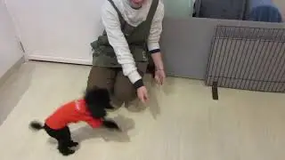プードルのアップダウン