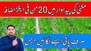 maize irrigation | corn irrigation system | irrigation methods | maize irrigation management