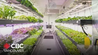 How this unique 'hydroponic farm' aims to solve food insecurity in Cranbrook, B.C.