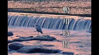 A grey heron eating fresh fish