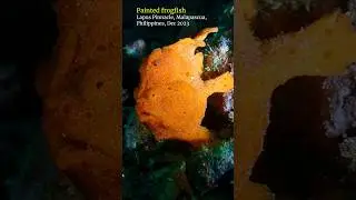 Painted #frogfish #malapascua #scubadiving