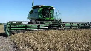 60 segundos de cosecha de garbanzo