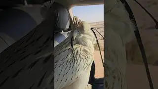 White beauty Falcon and desert #trending #birds #falcon #wildlife #viralvideo #whitefalcon #yt #vet