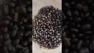 Recipe of Bhatt k Chudkani.. kumauni food ..