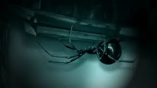 BEIGE FISH (Official) - Midnightmare (2011) HD