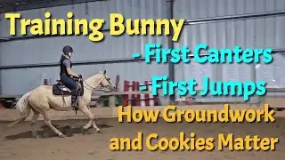 Training Bunny to Ride Canter, Jumps and How Groundwork and Cookies made a Difference