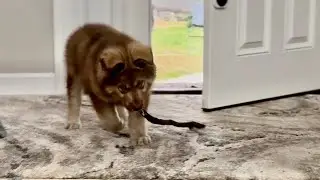 Caught on Camera: Tonka Trained Him Early 😅 | Puppy Zeus the Malamute 😂