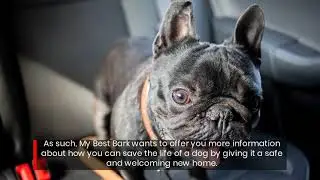 Online Community Post Offers Dog Rescue Fostering and Adoption Stories