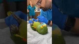 This Parrot Called His Lawyer at the Vet! 😂 (Avian Comedy)