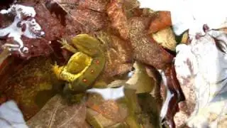 West Virginian Red Spotted Newts Mating