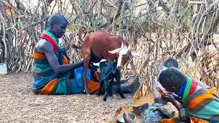 African Village Life|Evening Routine Of A Polygamous Family in Turkana|Milking Goats And Cooking!