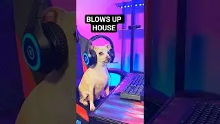 Baxter is Never Playing Minecraft Again.. 🤦 #funnydogs #viralshorts #chihuahua #minecraft