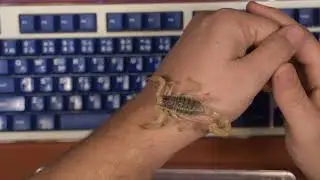 Arizona Desert Hairy Scorpion handling