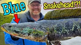 CRAZY Colored Snakehead Caught Fishing NEW RIVER System!