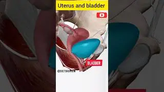 uterus and bladder animation #shorts #viral
