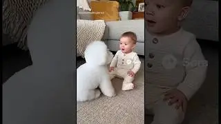Peekaboo Fun with Baby and Bichon!😂💛