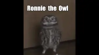 Ronnie the Owl
