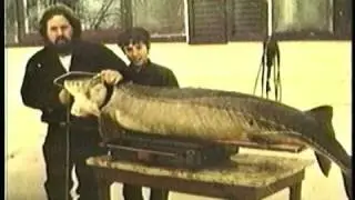 Michigan's Monster Fish