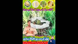 Rice diseased #farming #ricecultivation #apnakisanpakistan #shorts #shortfeed #shortvideo