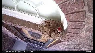 2022 07 01  13 45 23     Four Eggs