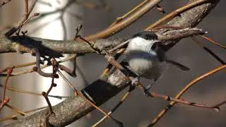 Голос черноголовой гаички Parus palustris / Marsh tit vocalisation