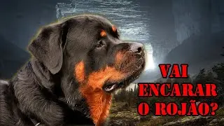 9 DICAS PODEROSAS PARA CRIAR SEU ROTTWEILER MUITO BEM