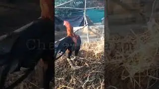 Rich Vattam punuju #animals #chicks #rooster #fighter #smallbusiness #shorts #telugu #viral