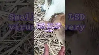 #calf LSD virus #shorts #ytshorts #subscribe #shortvideo #farming #animals #trending#trending#short