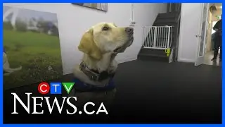 New permanent home for B.C and Alberta Guide Dogs