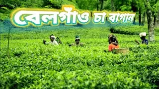 বাঁশখালী বেলগাঁও চা বাগান // বাংলাদেশের দ্বিতীয় গুরুত্বপূর্ণ চা বাগান  ||  চট্টগ্রাম 