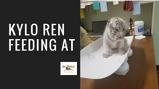 Vicky answers questions about baby white tiger, Kylo Ren, in Wylie TX